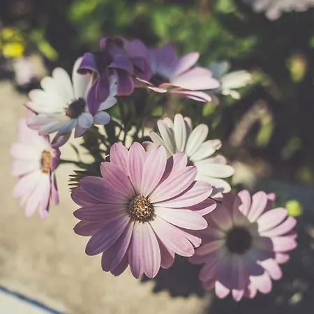Il Giardino Dei Lauri * Gaeta